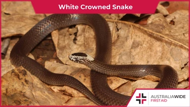 White Crowned Snake